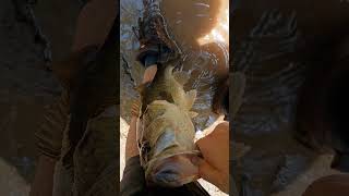 MONSTER creek bass caught on a live bluegill! My first live bait catch! #fishing #bass