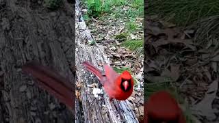 A cute Cardinal to brighten your day! #trailcam #shorts #cardinal #short #birdwatching #birds #yard