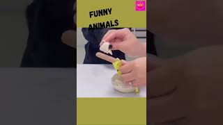 Funny Animal Videos 2022 😂 - Best Dogs And Cats Videos 😺😍 #short