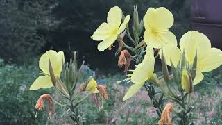 Yellow Flower Blooming