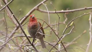 Crimson-browed finch, Mandala, Arunachal Pradesh, March 2024