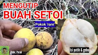 MENGUTIP BUAH SETOI/SENTUL LURUH