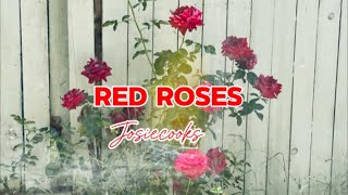 josiecooks is live! Red Roses!🌹🌹@josiecooks