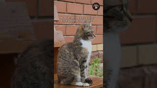 The Cat's Purr Understanding the Science Behind It #shorts #cat