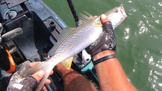 Multispecies Fishing - Flounder / Weakfish /Sharks