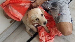 मुझे नहीं नहाना है 😏 | Cute Lab Puppy fun video 🤣🤣