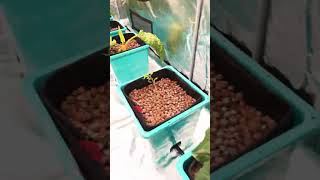 Indoor #hydroponics  #vegetable #garden #indoorgardening