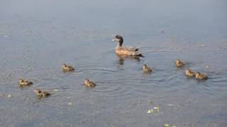 Sackville Waterfowl Park