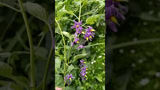 Solanum dulcamara L. (uvas del diablo)