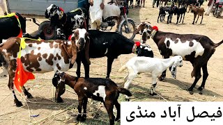 Faisalabad bakra mandi new updates beetal milking goats [haider tv vlog]