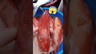 AMAZING RED FISH #ASMER #FISHLAPULAPU #SHORTS #VIRAL