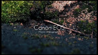 Canon EOS R10 Macro Videography