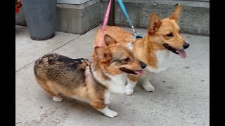 Cute Puppies meet their friend for short time !!!