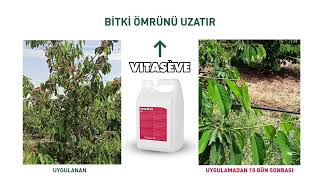 Valagro / Vitaseve Uygulama Sonuçları / Kiraz