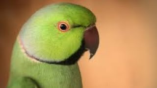 The Colorful World of Mubee the African Ringneck Parrot