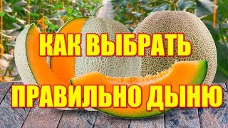 Как правильно выбрать дыню  Советы при выборе сладкой дыни