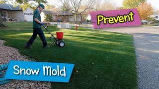 How to prevent snow mold damage