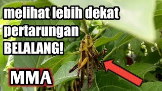 PERTARUNGAN RAJA BELALANG!menegangkan...