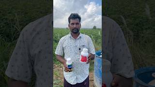 Radifarm soil drenching in chilli crop#mirchi#మిరప#valagro#ytshorts#fertilizer#nutrients@pallerythu1