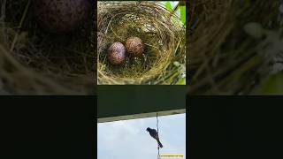 Bulbul Bird 🐦 🐦🐦 Update || ss terracegarden and vlogs #natural #nature #birds #gardening#ytshorts