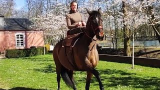 Amalia Ruscone und "Atrevida" beim Training für CAVALLUNA - „Legende der Wüste" | #seeyousoon