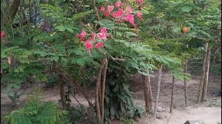 Hermosa Flores 🌺 que nos regala la naturaleza