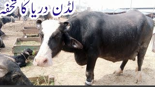 01 Pure Nili Ravi Buffalos For Sale In Punjab Pakistan  24 February 2023