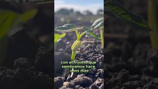 Germinación de frijol: Observa El Progreso