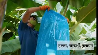 केला खेती में Bagging का महत्व! Bagging Importance in Banana Farming @Bananasmartfarming