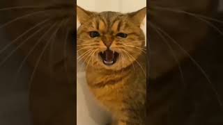 cat funny short