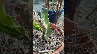 How to Plant Dragon Fruit Cuttings