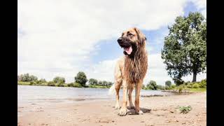 Leonberger