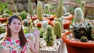 Cactus and Succulents in a rainy day!