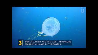 Unit 2 Jellyfish (Reading Explorer 4 - 3rd Edition)