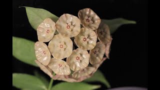 A Visit with Hoya danumensis ssp. amarii