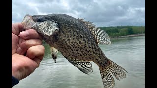 Post Spawn Crappie Fishing From The Bank - 20 Fish Day!