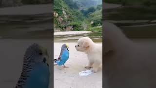 Um lindo momento de Amizade entre um cachorrinho e um  pássaro=Friendship puppy and bird A beautiful