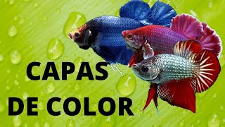 COMO SE DA EL COLOR EN PECES BETTA