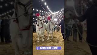 Bakra Eid 2021,Qurbani Ka Janwar,Eid Ul Adha 2021,Biggest Bull In Pakistan 2021,#Shorts