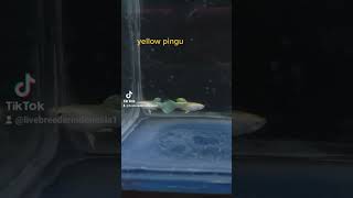 guppy dengan warna kuning bersih, yellow pingu #guppy