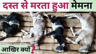 दस्त से मरता हुवा मेमना | Dast Se Marte Hue Memne Ko Kaise Bachayen|Dast Ki Dawa Bakri|Vimalumrao|