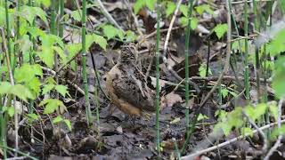 American Woodcock,  Point Pelee National Park, 05/11/24