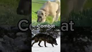 Kangal vs Grey Wolf #kangal #greywolf