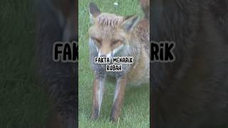 Fakta Menarik Rubah #animals #faktaunik #hewan