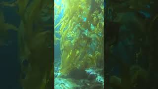 Scuba Diving in Catalina