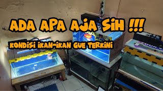 Kita ROOM TOUR Ke GALLERY PROJECT FISH #1