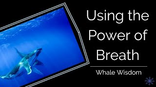 Using the Power of Breath ~ Whale Wisdom