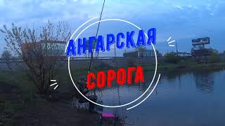 Бешенный клёв сороги на Ангаре Fishing on the Rossi rivers. Ангара. Настрой на плотву-сорогу.Рыбалка