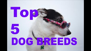 Top 5 Dog Breeds that make great pets