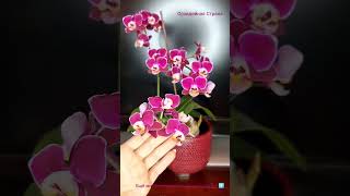 Мультифлора Phal. Younghome Coco. Удачный орхидея #shorts #мультифлора #orchid #phalenopsis #орхидея